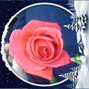 Meet your Posher, Irene